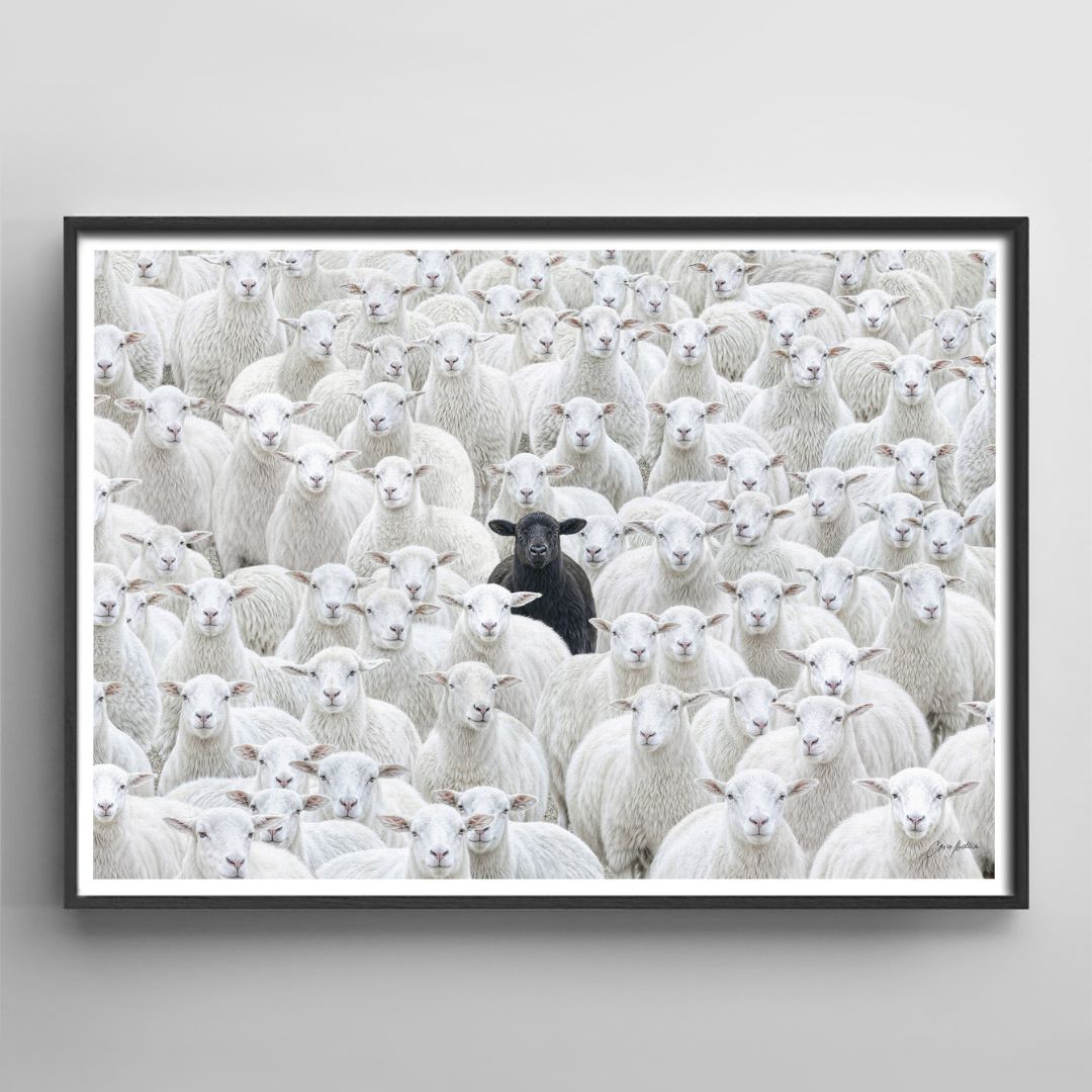 Black Sheep V.4
