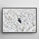 Black Sheep V.4