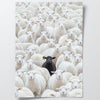 The Black Sheep