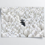 Black Sheep V.4
