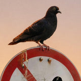 Be a Rebel