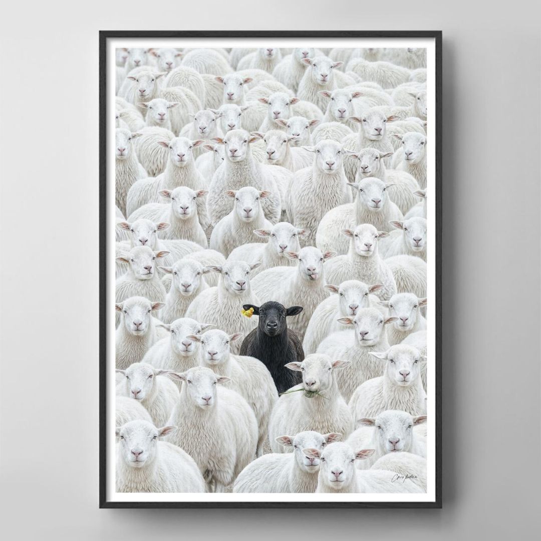 The Black Sheep