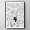 The Black Sheep