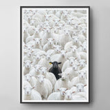 The Black Sheep