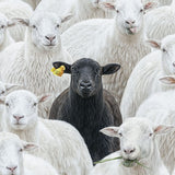 The Black Sheep