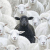 Black Sheep V.4