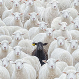 The Black Sheep