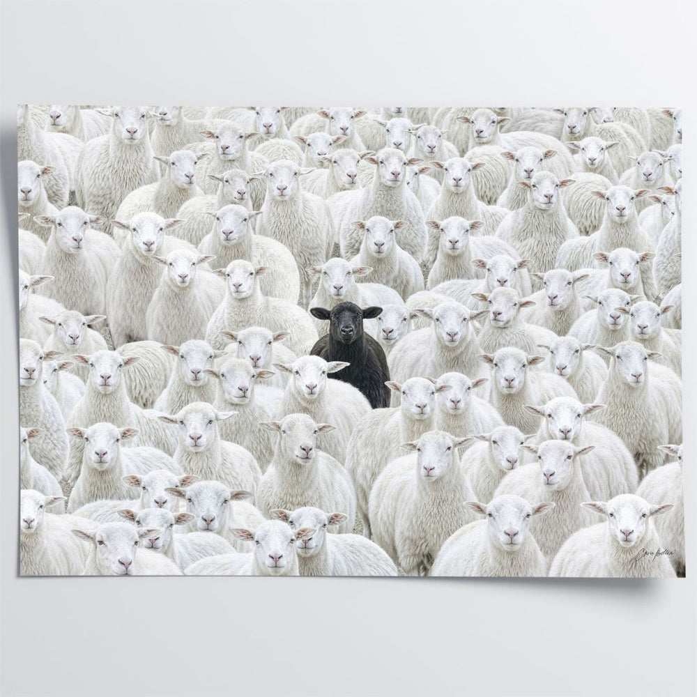 BLACK SHEEP LP2枚セット Black Sheep V.4
