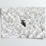 Black Sheep V.4
