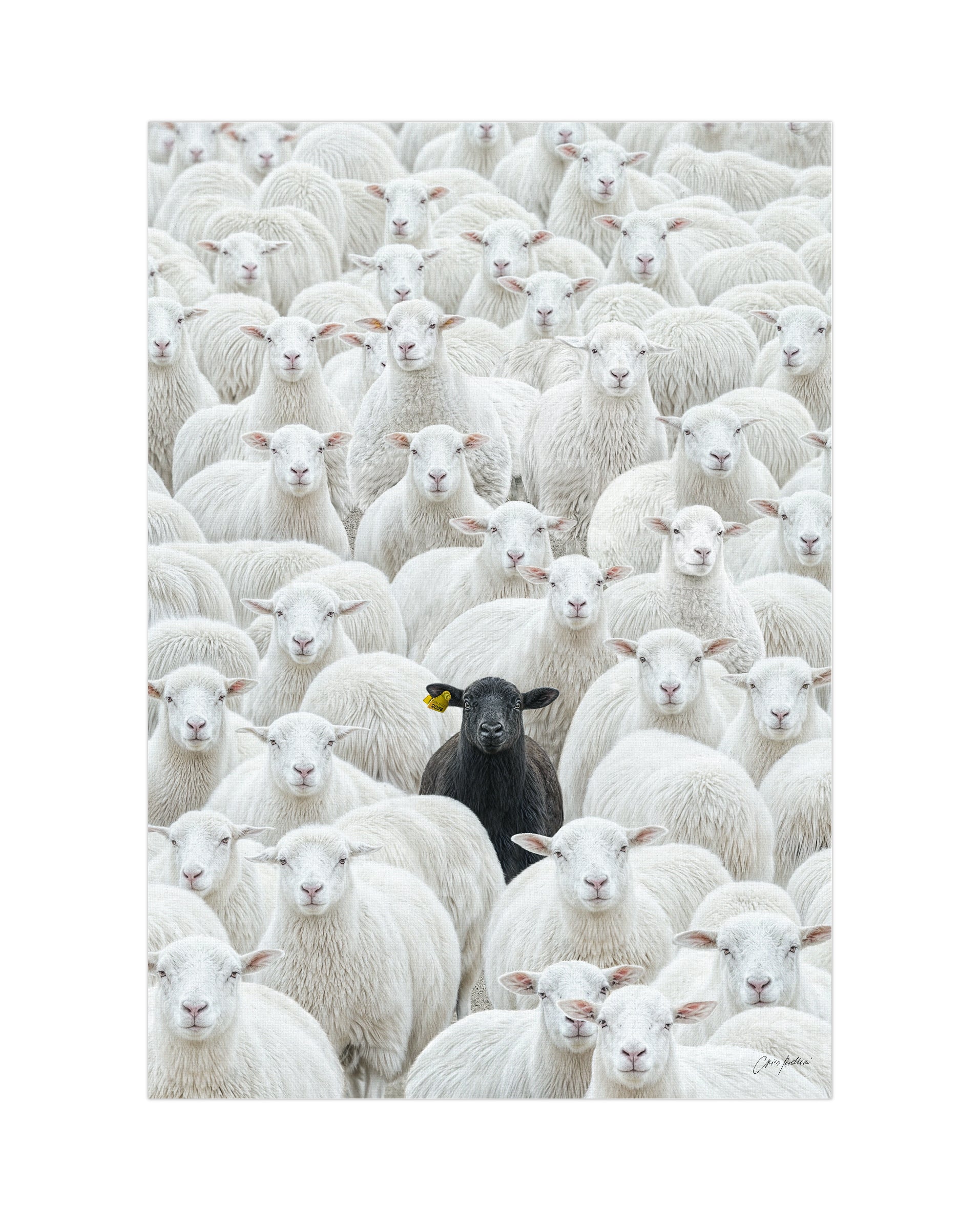 The Black Sheep